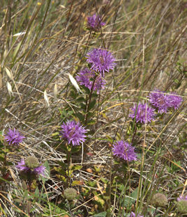 2009-06-22_10 Coyote Mint Cropped TN.jpg - 59039 Bytes